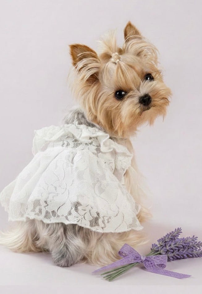 Neutral dog accessories and clothing — soft tones, premium quality