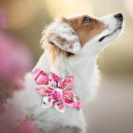 Collar & Leash Sets