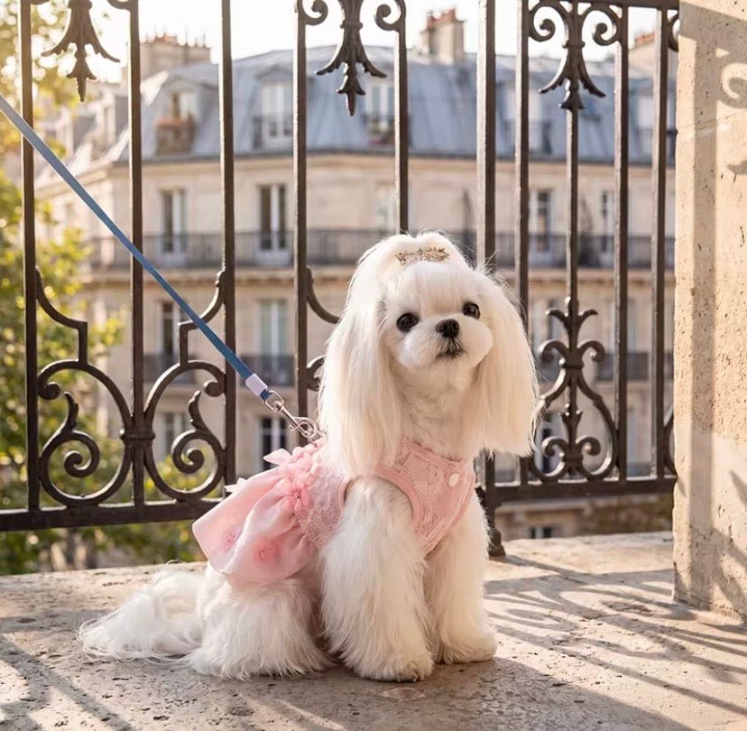 Dog tops and tees for small dogs — soft cotton styles by Mona & Milo