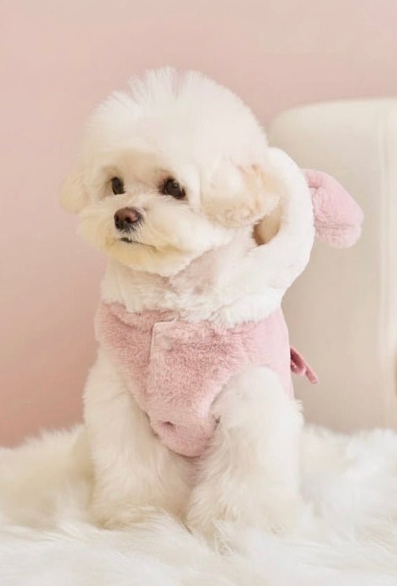 Cozy dog layers and knitwear — warm and stylish for small dogs