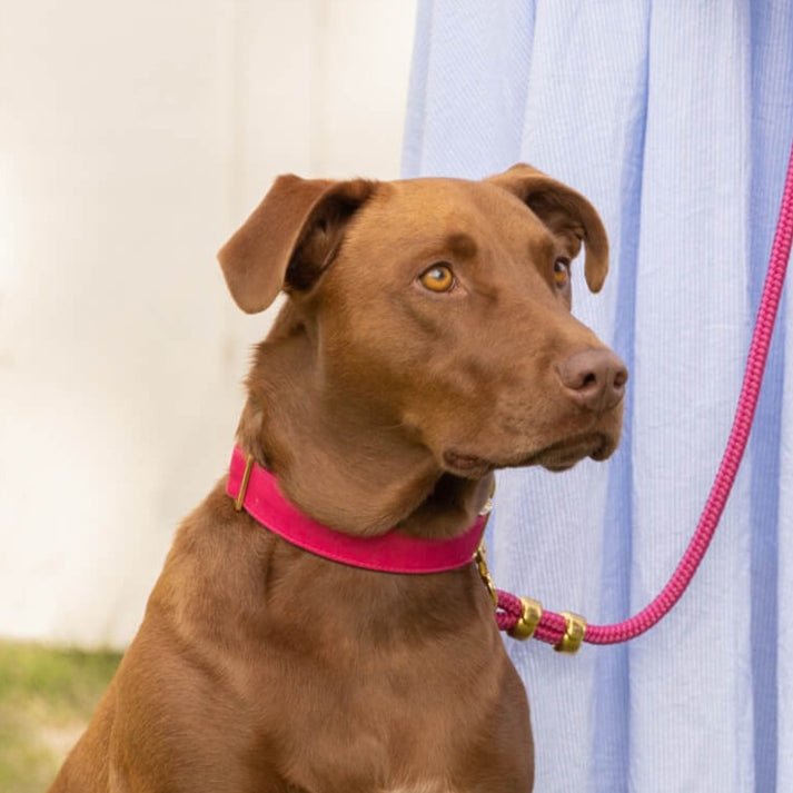 Kira Fuchsia Collar & Leash Set