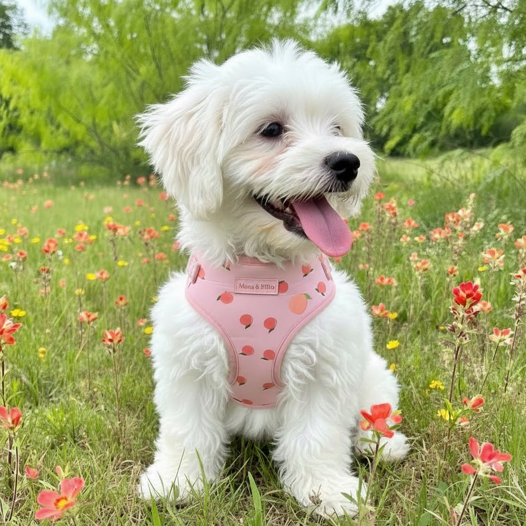 Dreamy Peach Full Walk Set - Dreamy Peach Full Walk SetDog HarnessMona & Milo