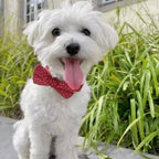 Lady in Red Collar & Leash Set - Mona & Milo