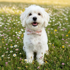 Dreamy Peach Full Walk Set - Dreamy Peach Full Walk SetDog HarnessMona & Milo