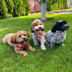Floral-themed adjustable pet harness with a bowtie collar for dogs, suitable for weddings and birthdays.