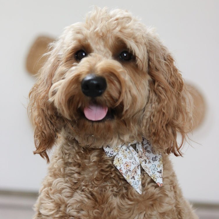 Blossom Belle Collar & Leash Set - Mona & Milo