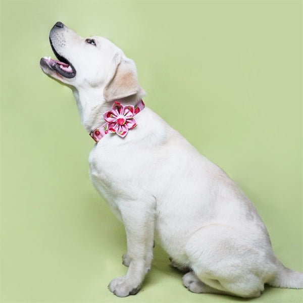 Mona & Milo Berry Belle dog collar and leash set with pink and floral design, adjustable collar and matching leash