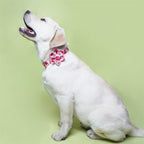 Mona & Milo Berry Belle dog collar and leash set with pink and floral design, adjustable collar and matching leash