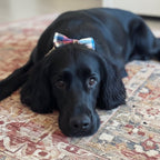 Mr. Darcy Collar & Leash Set - Mona & Milo