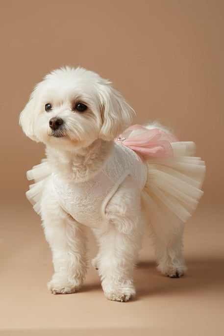 Merveille Dog Dress