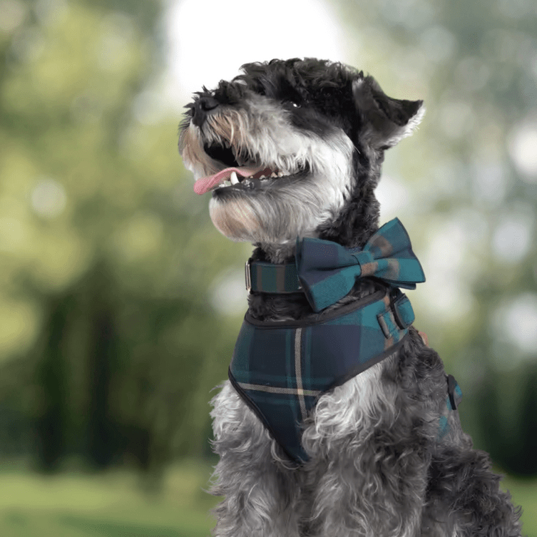Sir Wagsworth Full Walk Set - Mona & Milo