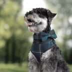 Sir Wagsworth Full Walk Set - Mona & Milo