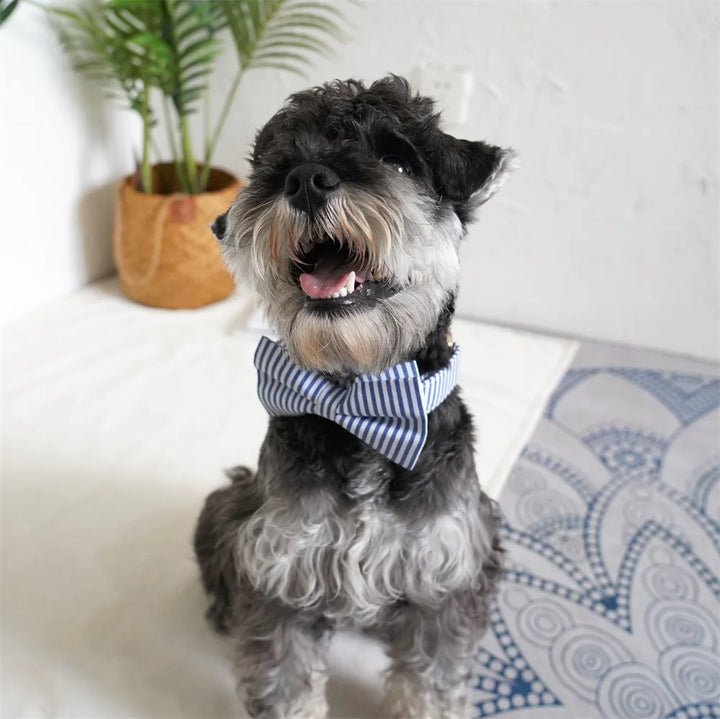 Custom striped pet leash and matching dog bowtie collar, suitable for weddings and birthdays, made by Mona & Milo