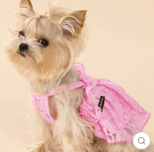 Cute winter puppy and cat clothes from Shenzhen Labubu, featuring a luxury designer dog dress with stylish, cozy details.