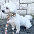 Butterfly Garden Collar & Leash Set - Mona & Milo