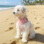 Dreamy Peach Full Walk Set - Dreamy Peach Full Walk SetDog HarnessMona & Milo