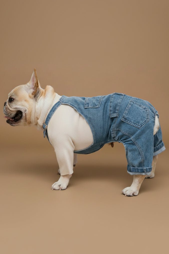 Elegant small dog dungarees for Yorkshire Terrier overalls close up
