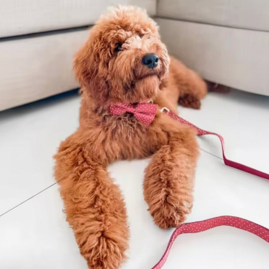 Lady in Red Collar & Leash Set - Mona & Milo