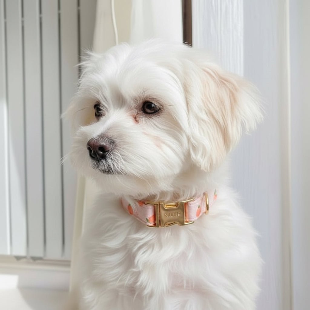 Dreamy Peach Full Walk Set - Dreamy Peach Full Walk SetDog HarnessMona & Milo