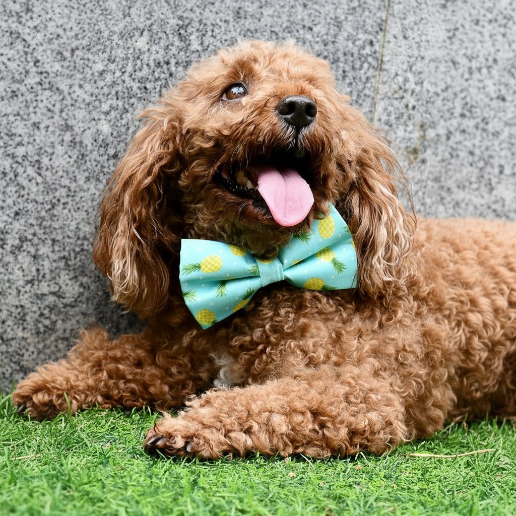 Pineapple Parade Collar & Leash Set - Mona & Milo