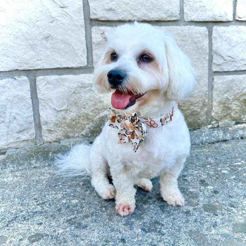 Butterfly Garden Collar & Leash Set - Mona & Milo