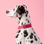 Kira Fuchsia Collar & Leash Set