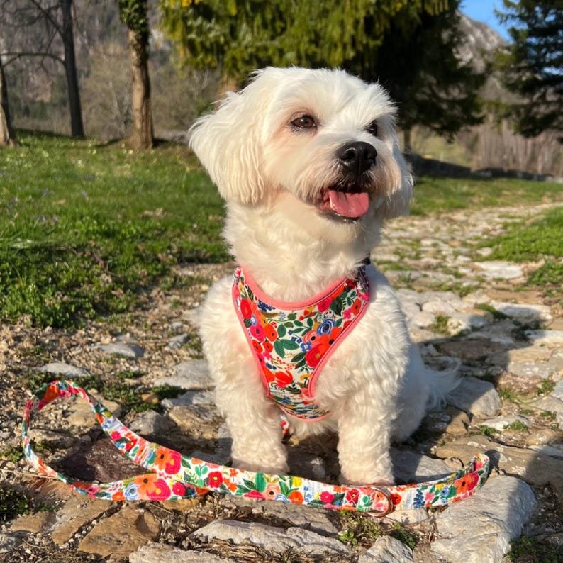 Floral-themed adjustable pet harness with bowtie collar for dogs, ideal for weddings and birthdays.