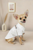 Chihuahua small dog shirt Henley white plaid placket charming gentleman
