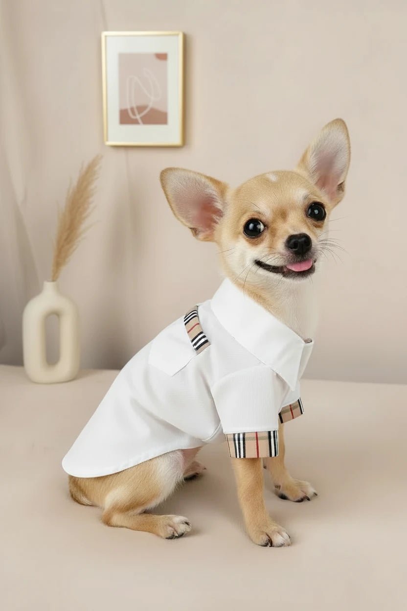 Chihuahua small dog shirt Henley white plaid placket charming gentleman
