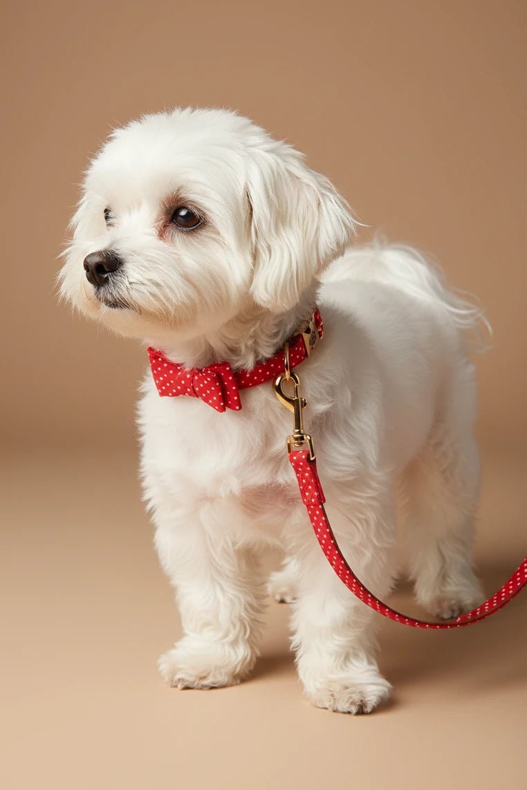 Beautiful small dog collar set for Shih Tzu polka dot bow
