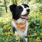 Amber Meadow Collar & Leash Set - Mona & Milo