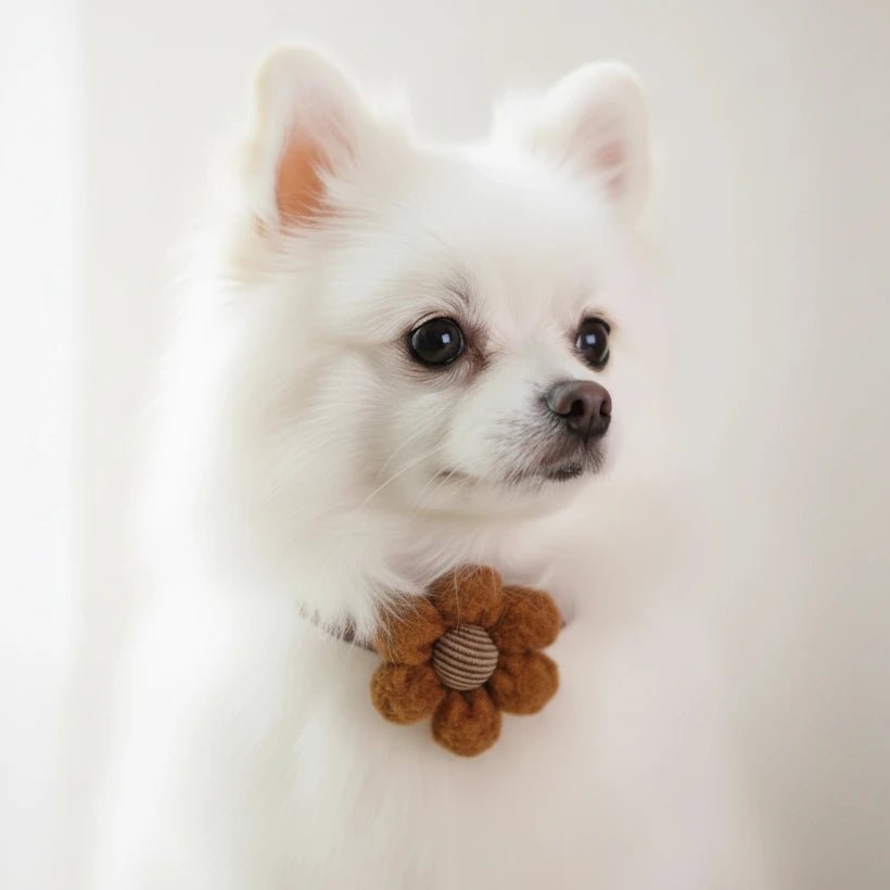 Yorkshire Terrier small dog decorative collar Blossom brown bear bow tie worn
