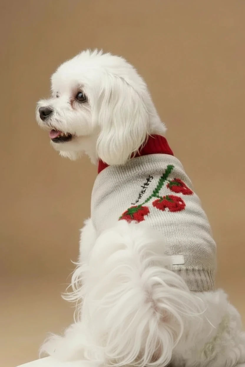 Small dog sweater for Maltese white knit tomato design
