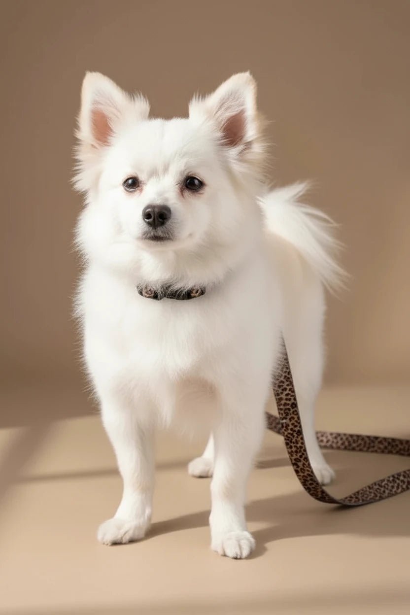 Savane Dog Harness, Collar & Leash Set- Leopard