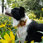 Amber Meadow Collar & Leash Set - Mona & Milo