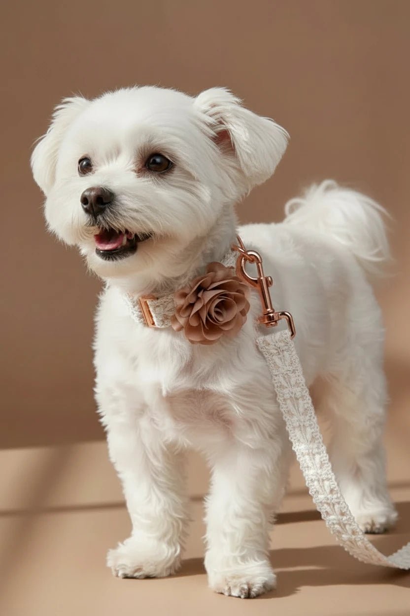 Beautiful small dog collar for Shih Tzu floral embroidered detail
