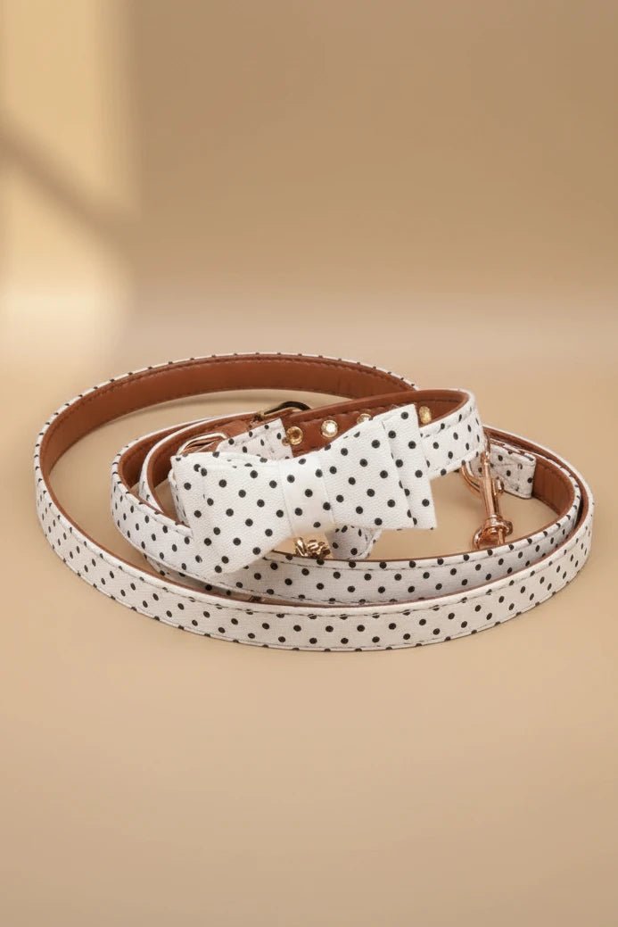 Adorable small dog collar for Shih Tzu polka dot pattern

