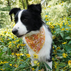 Amber Meadow Collar & Leash Set - Mona & Milo