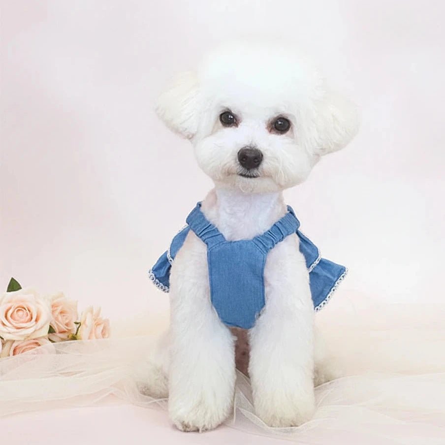 Dog wearing a blue dress - Mona & Milo 