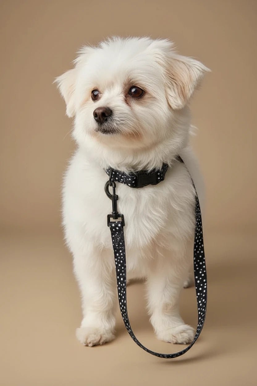 Savane Dog Harness, Collar & Leash Set – Night Stars