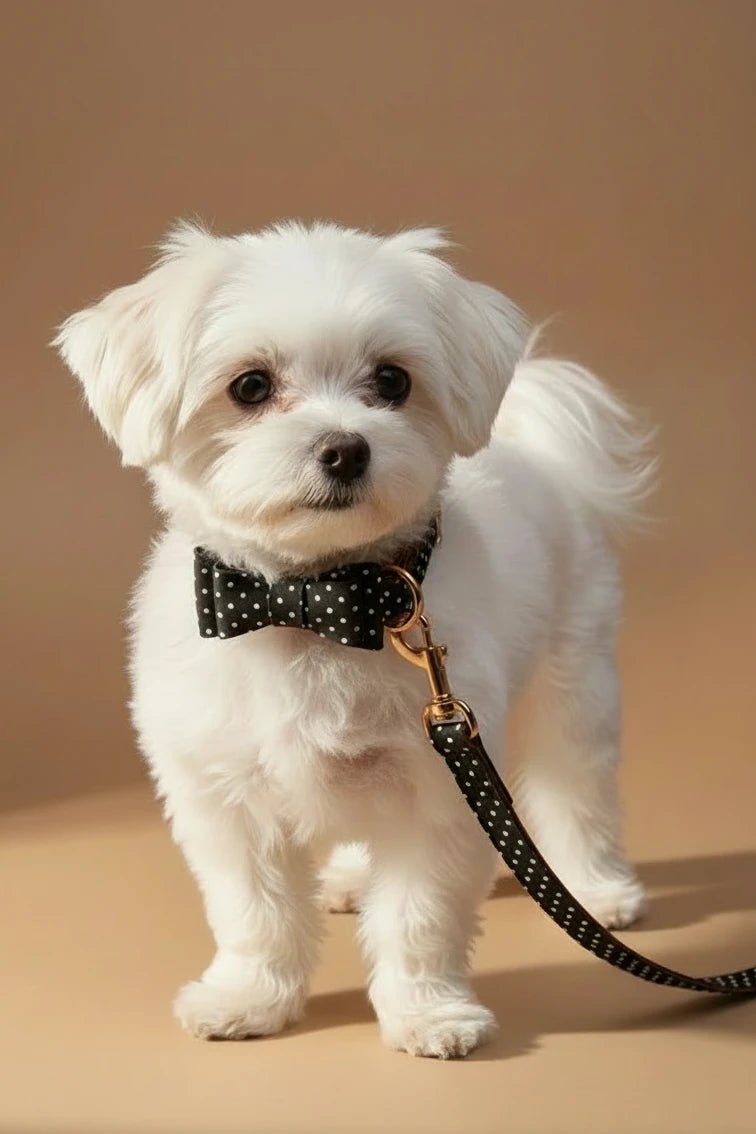 Small dog leash for Shih Tzu polka dot matching collar
