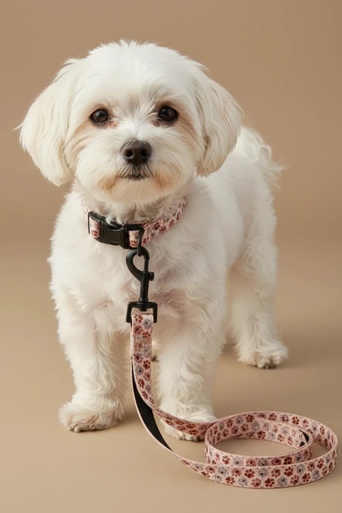 Savane Dog Harness, Collar & Leash Set- Paws