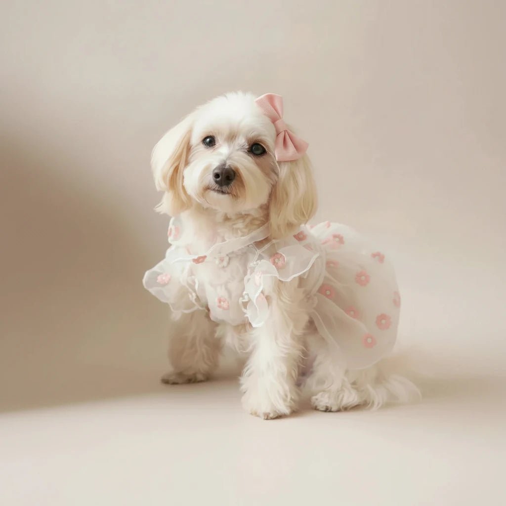 Daisy sheer dress by Mona & Milo featuring lightweight fabric and floral design, perfect for casual or summer wear.