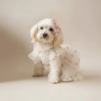 Daisy sheer dress by Mona & Milo featuring lightweight fabric and floral design, perfect for casual or summer wear.