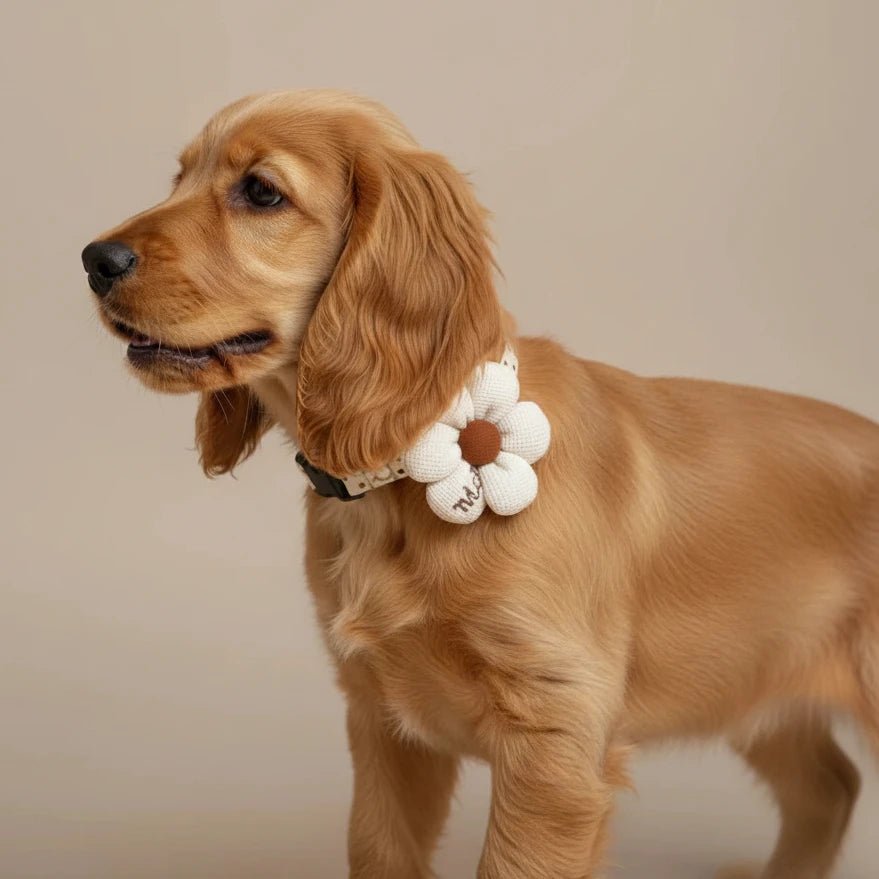 Yorkshire Terrier small dog decorative collar Willow white flower worn
