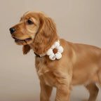 Yorkshire Terrier small dog decorative collar Willow white flower worn
