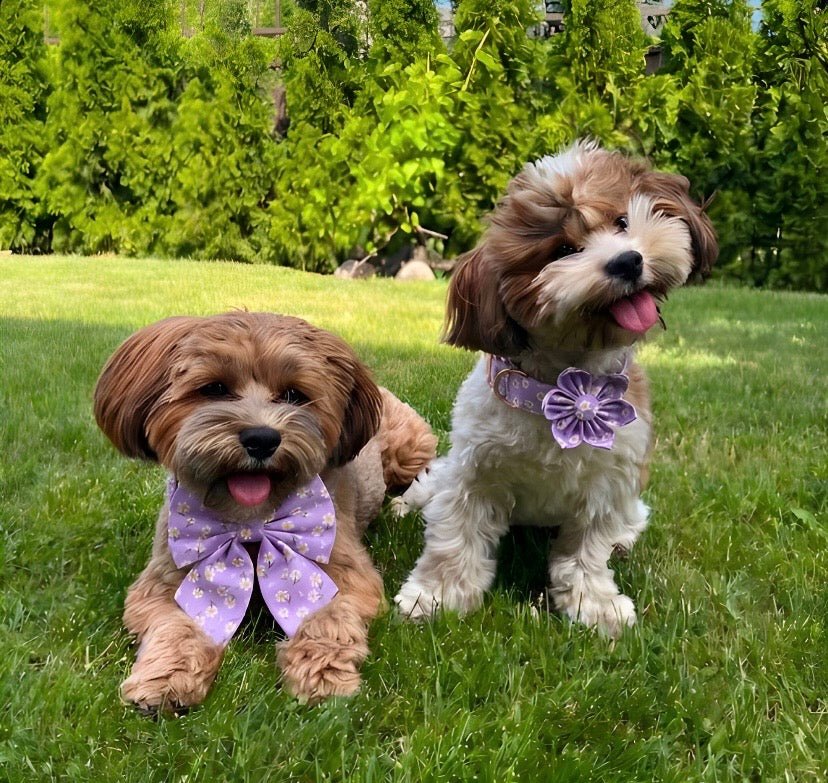 Lavender Fields Full Walk Set - Mona & Milo Dog Harness