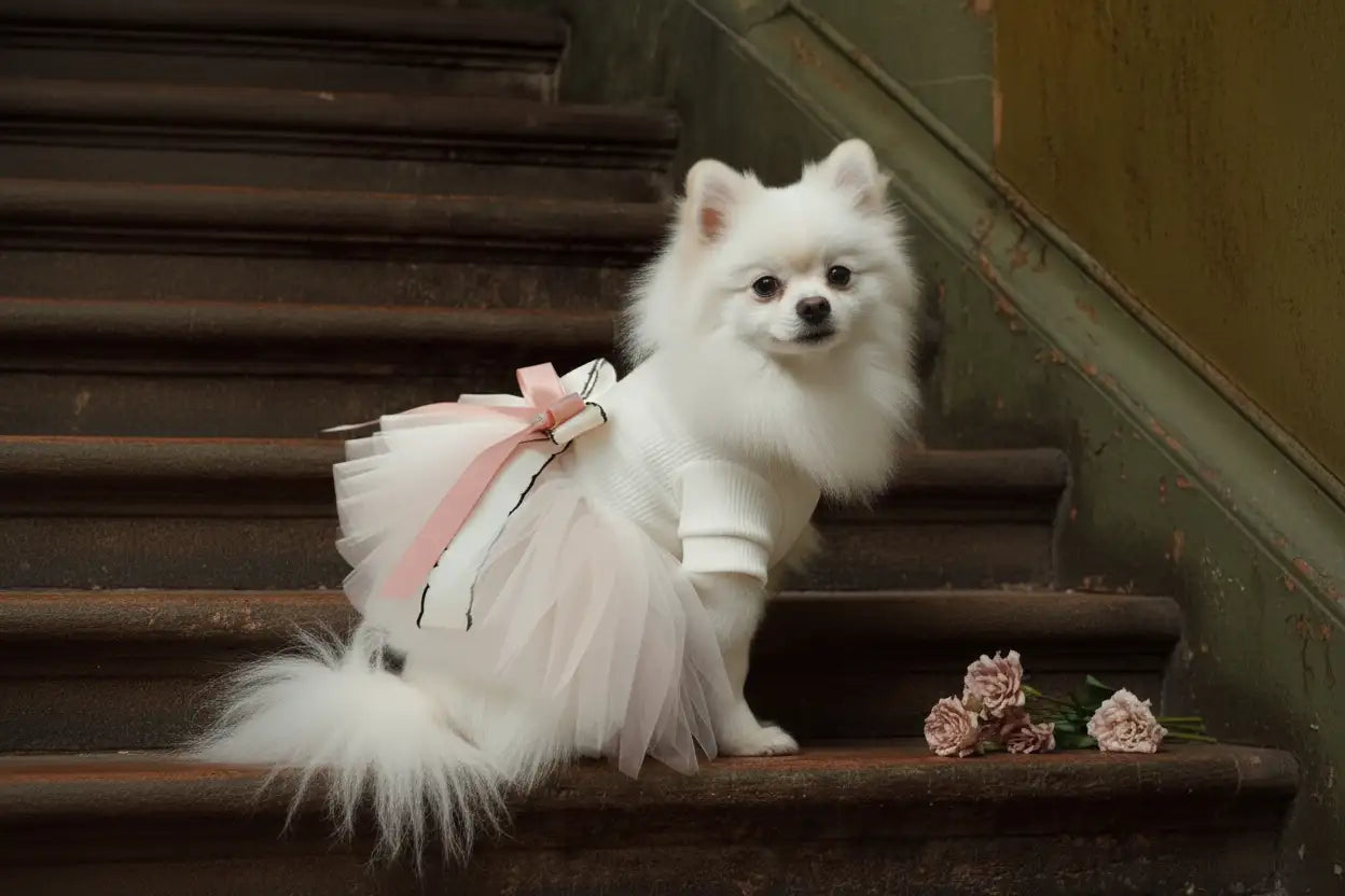 White Pomeranian in pink tulle with delicate flowers - HD